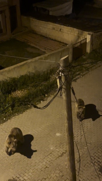 Kars’ta boz ayılar mahalle aralarında cirit attı: Biri gözcü, diğeri peşinden sallana sallana ilerledi