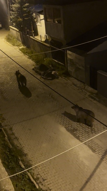 Kars’ta boz ayılar mahalle aralarında cirit attı: Biri gözcü, diğeri peşinden sallana sallana ilerledi