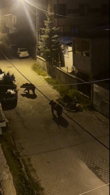 Kars’ta boz ayılar mahalle aralarında cirit attı: Biri gözcü, diğeri peşinden sallana sallana ilerledi