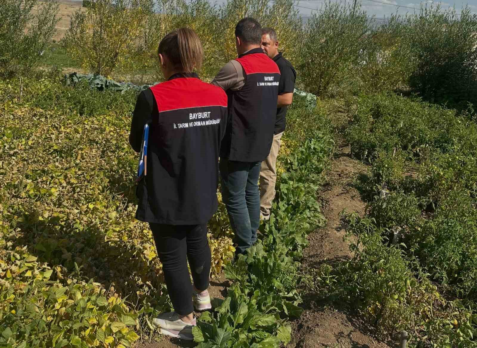 Aydıntepe şeker fasulyesi tarlada denetlendi