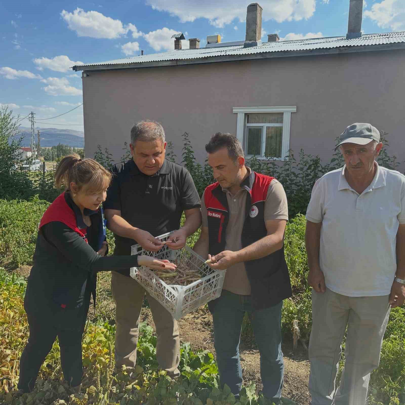 Aydıntepe şeker fasulyesi tarlada denetlendi
