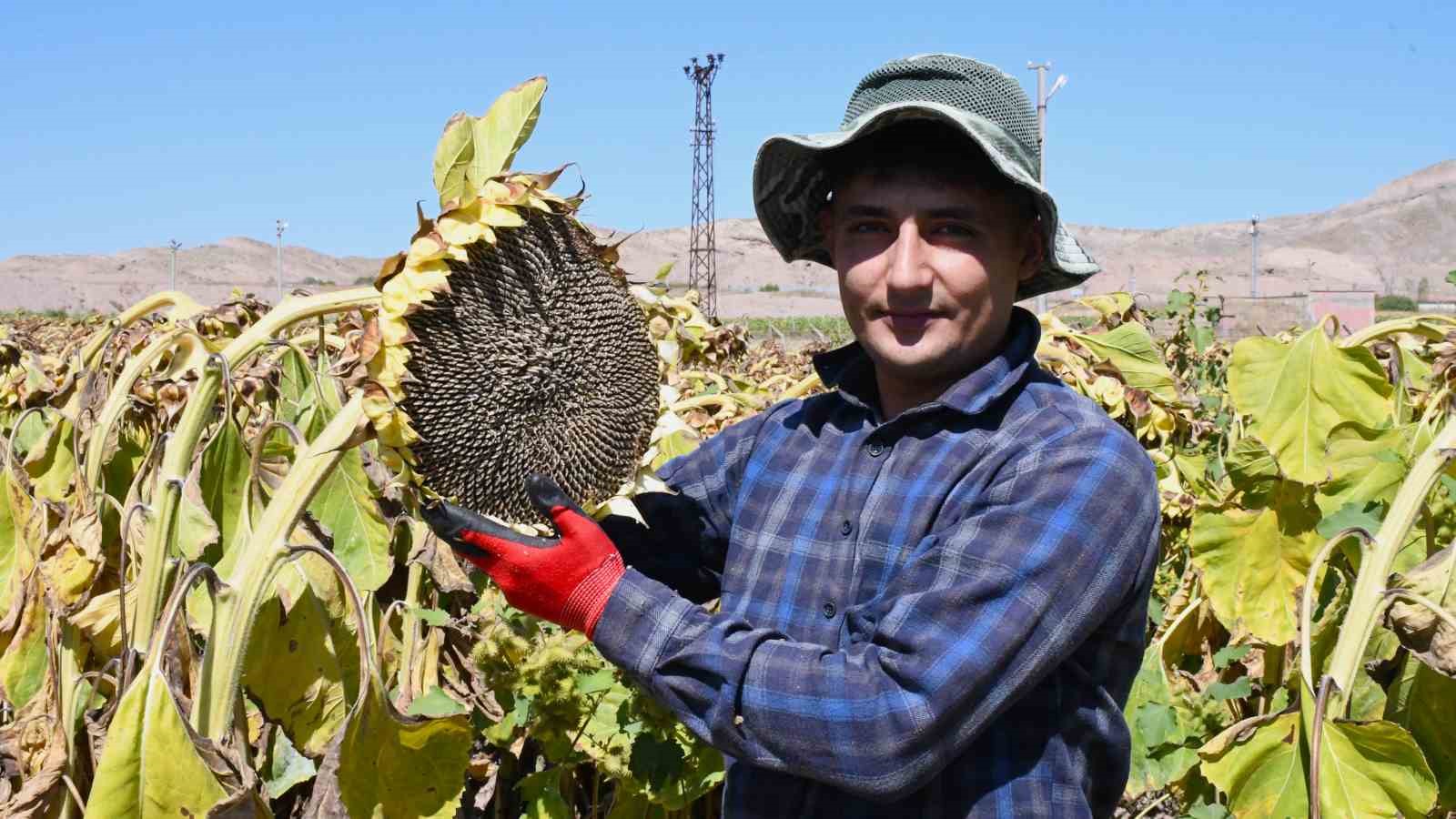 Sarı devler ayçiçeği tarlalarında: Günler süren hasat saatlere indi