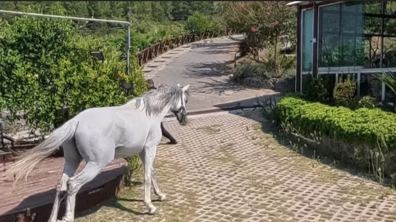 Klip çekiminde atın altında kalmaktan son anda kurtuldu
