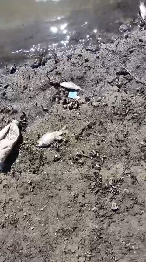 Bursa’nın içme suyu barajına giden derede balık ölümleri korkuttu