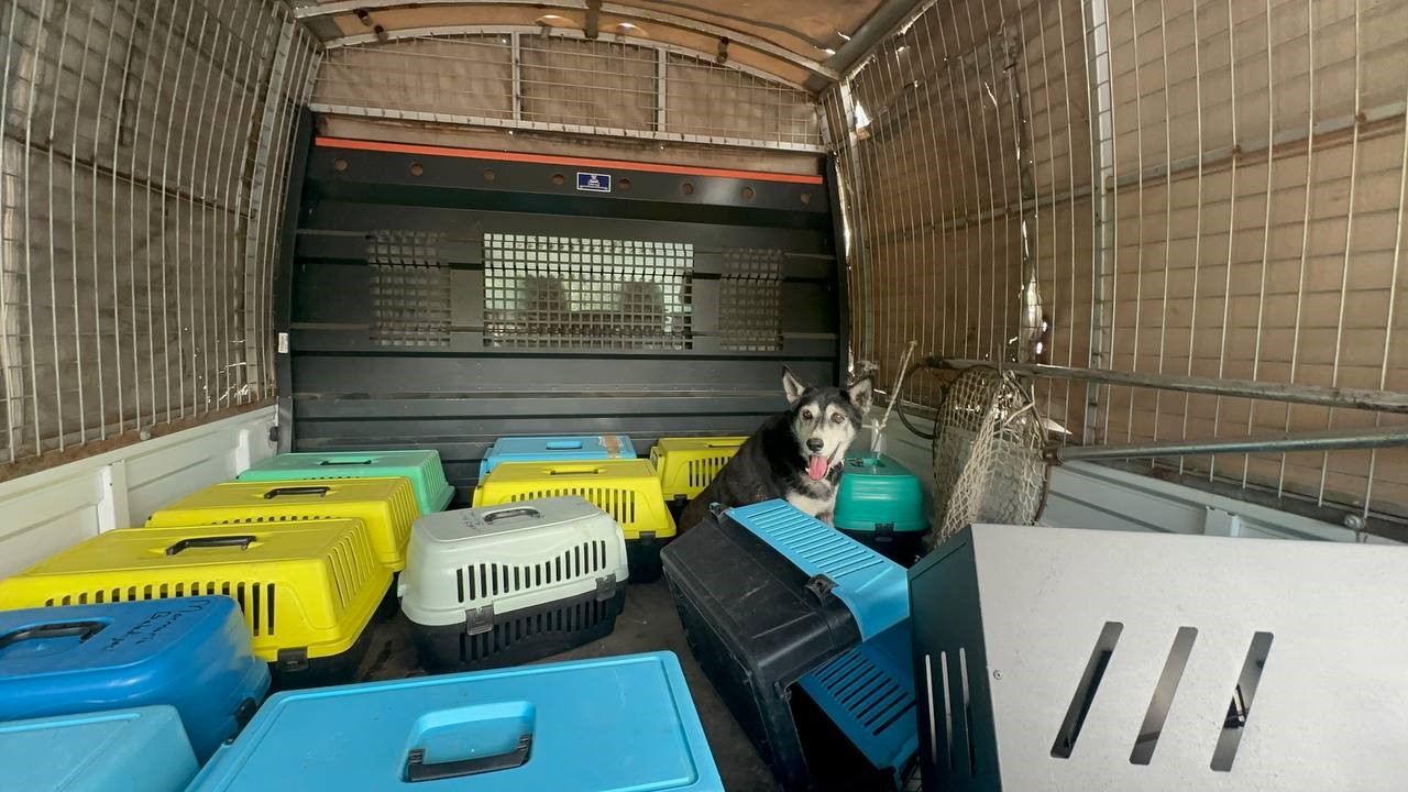 Marmaris’teki çöp evden bir kamyon çöp ve 30’a yakın kedi çıktı