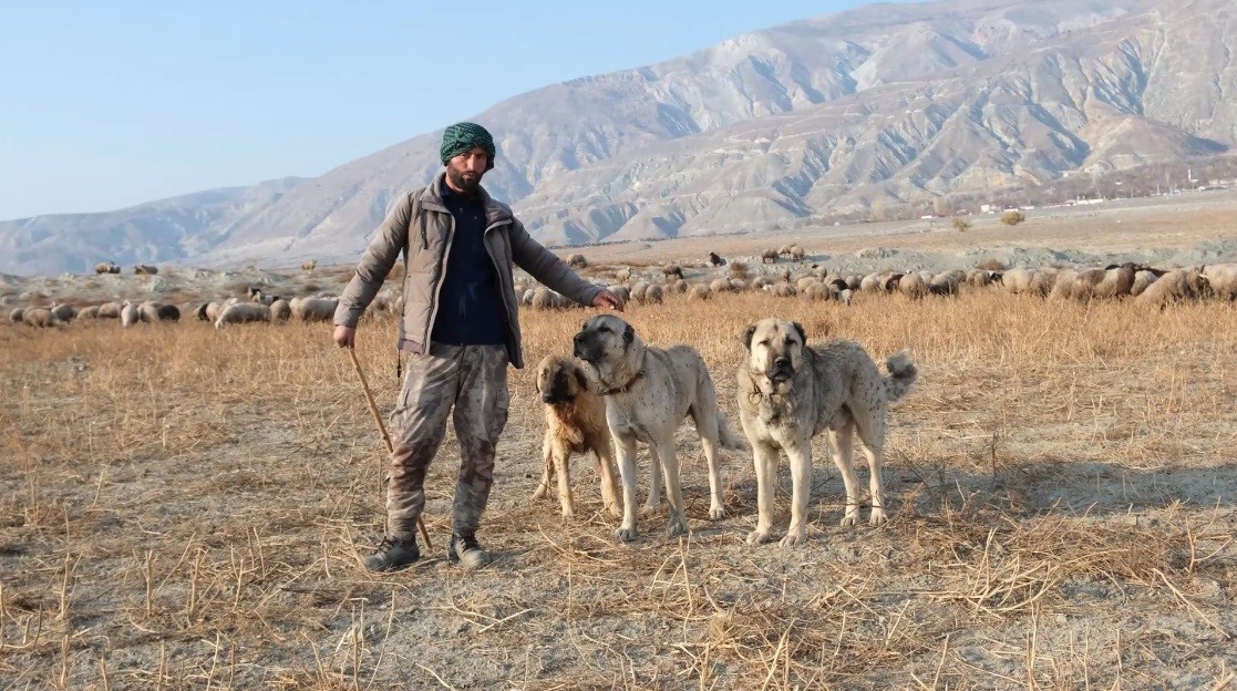 Kurtlarla mücadelede sürünün en büyük güvencesi çoban köpekleri