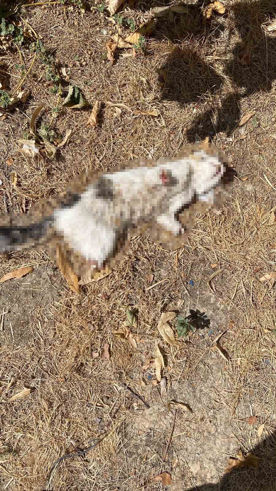 Esnafın beslediği kedi bacakları kesilmiş halde bulundu