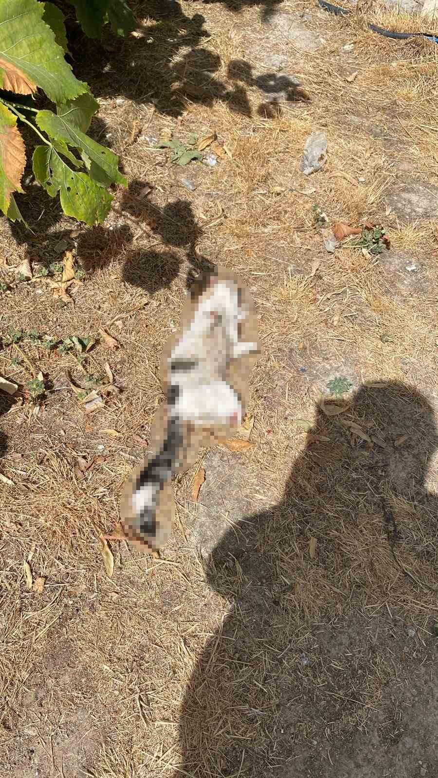 Esnafın beslediği kedi bacakları kesilmiş halde bulundu