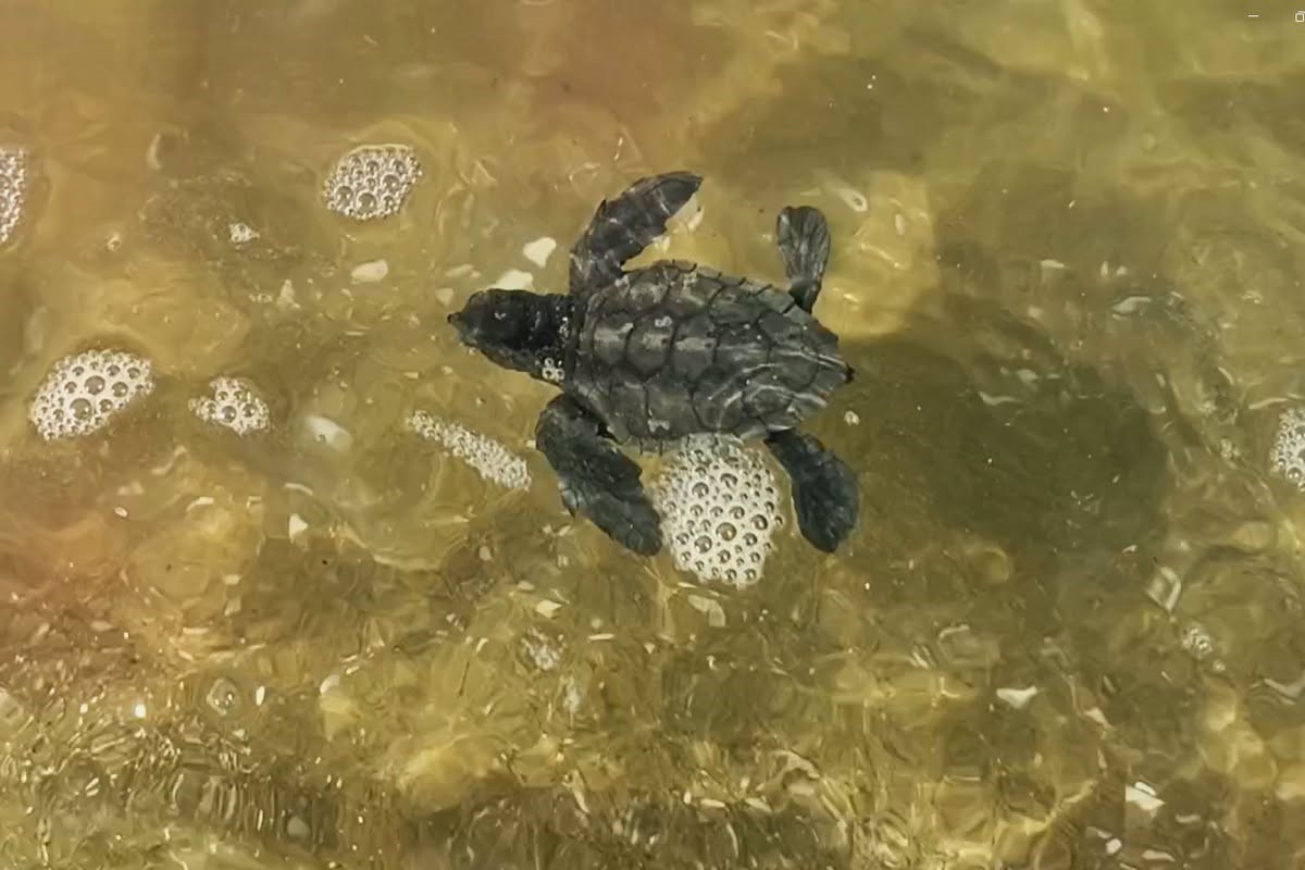 Kuşadası’nda sürpriz caretta caretta çıkışı