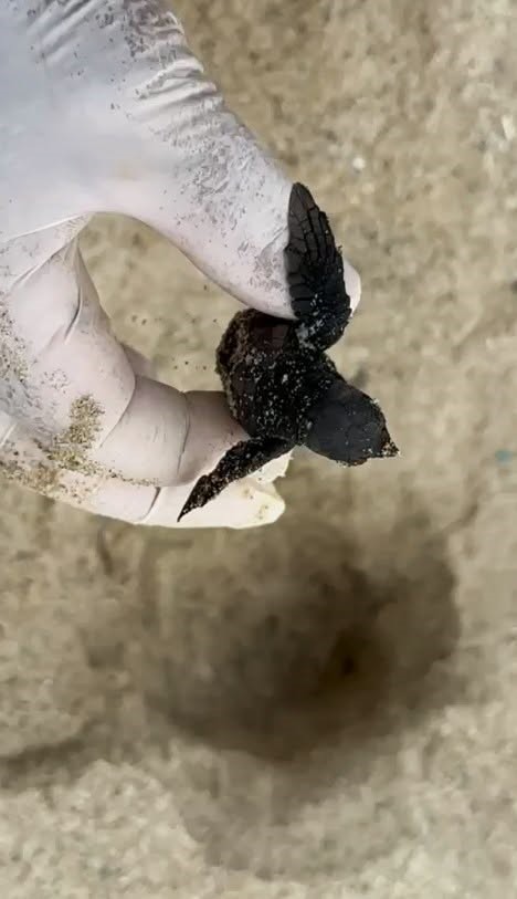 Kuşadası’nda sürpriz caretta caretta çıkışı