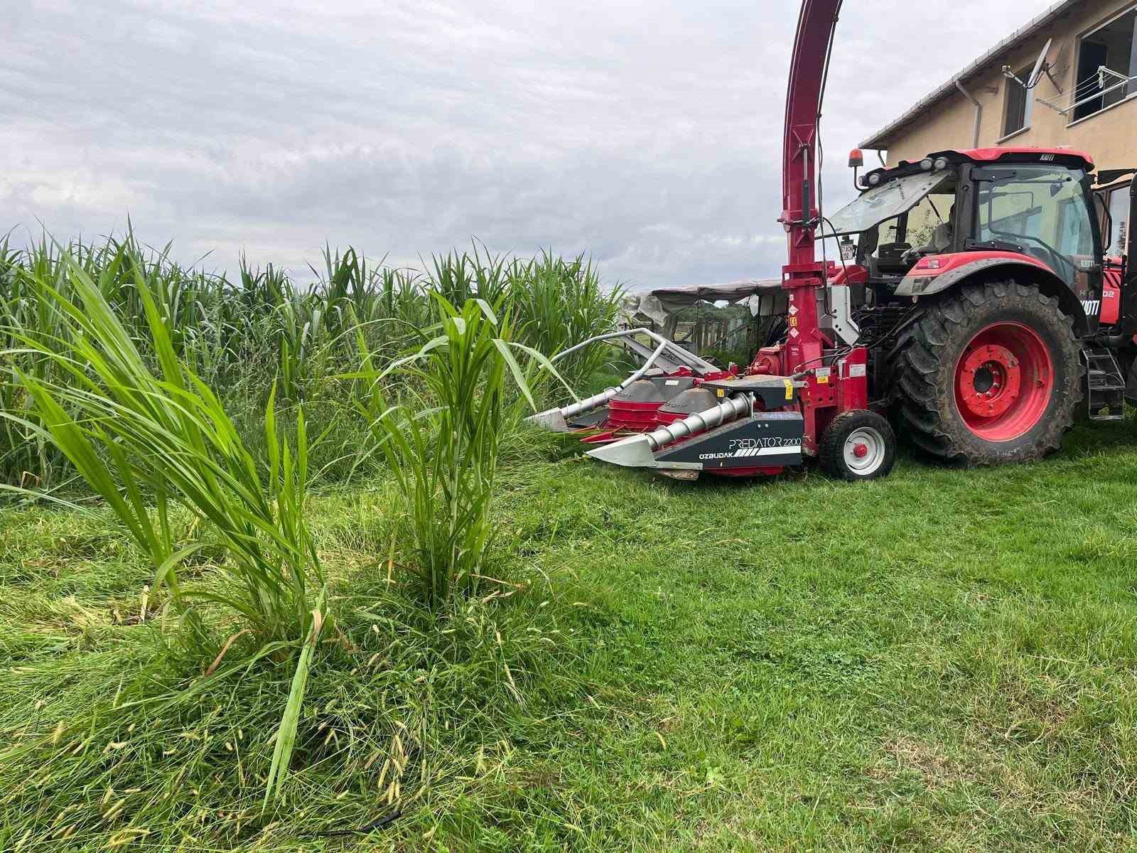 Sinop’ta maralfalfa üretiminde ilk hasat yapıldı