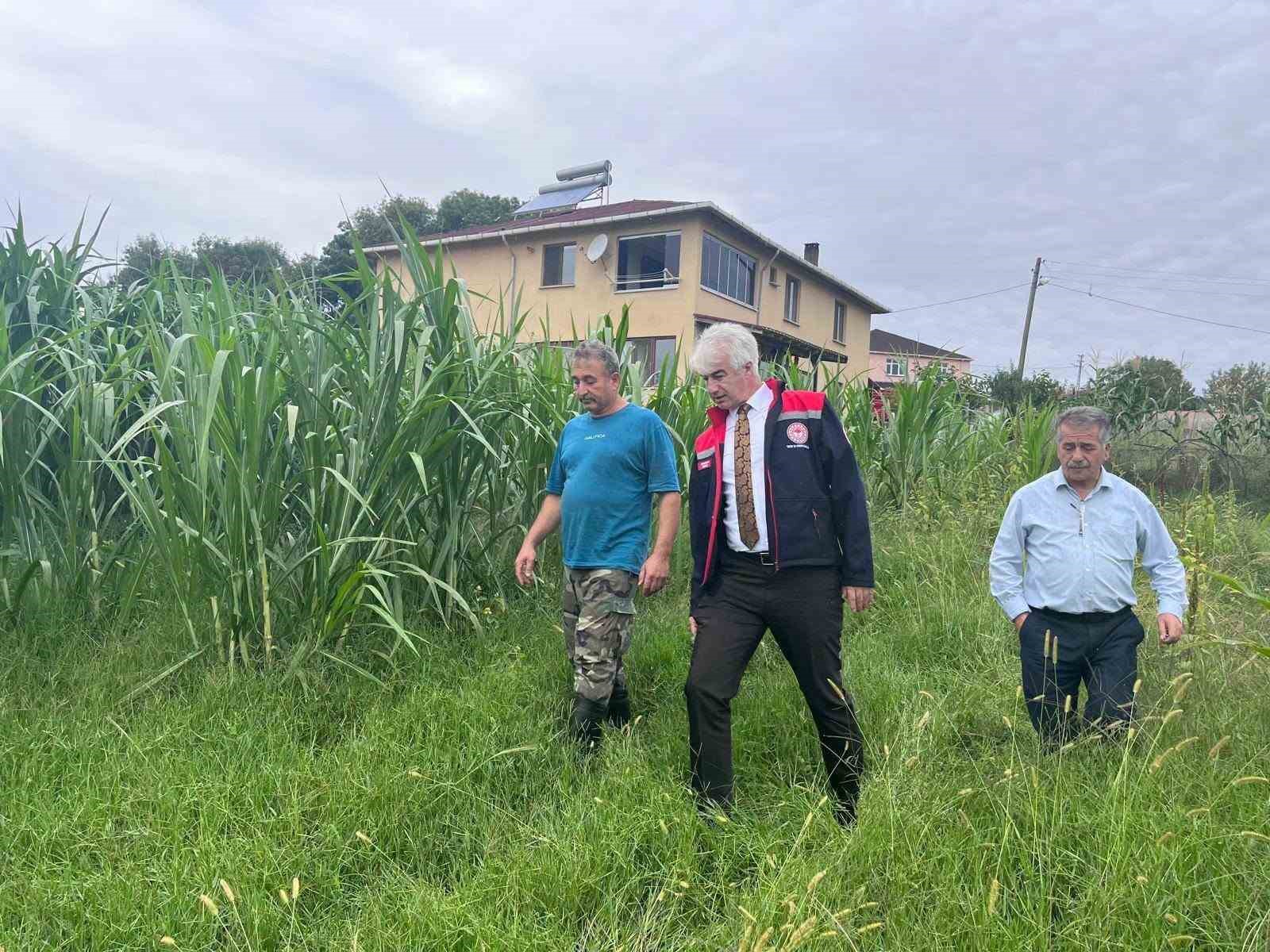 Sinop’ta maralfalfa üretiminde ilk hasat yapıldı