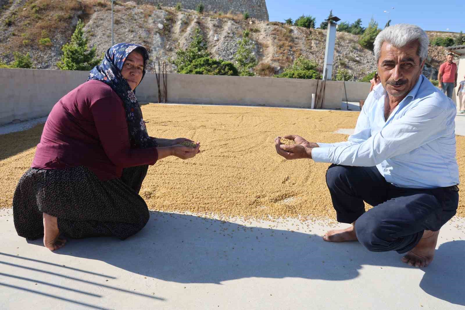 Geleneksel yöntemlerle kazanlarda pişirilen karakılçık buğdayı, damlarda kurutuluyor