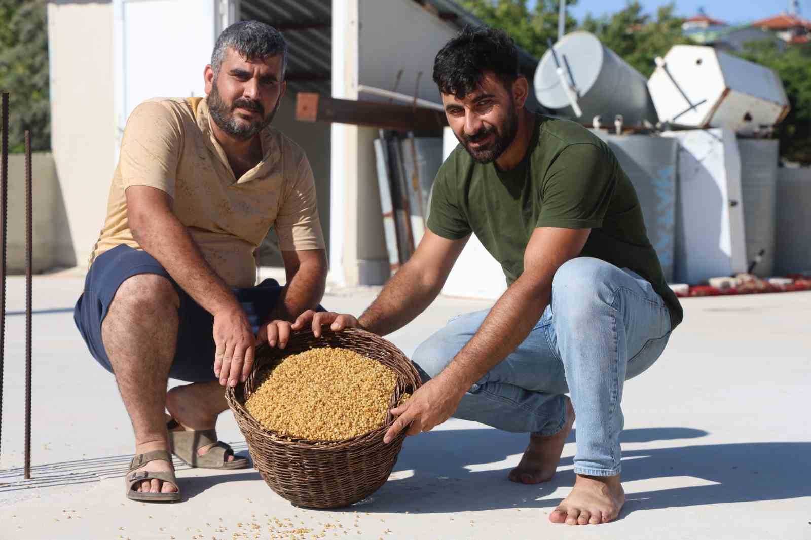 Geleneksel yöntemlerle kazanlarda pişirilen karakılçık buğdayı, damlarda kurutuluyor