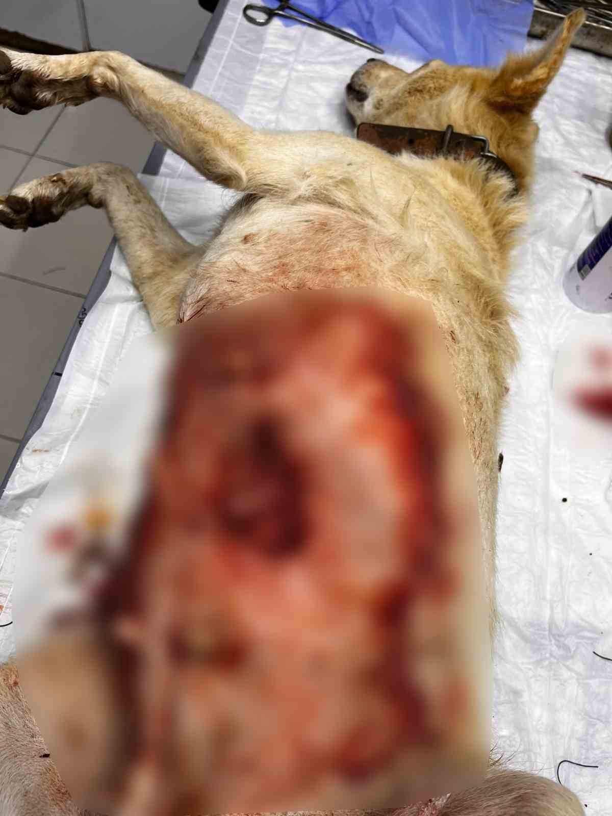 Meme tümörü operasyonu geçiren köpek sağlığına kavuştu