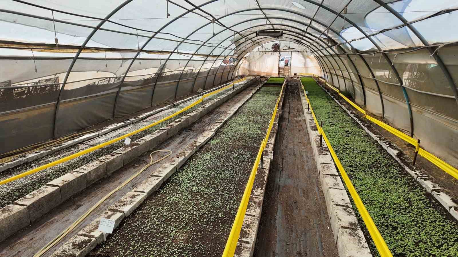 Şanlıurfa’da 500 bin mevsimlik çiçek üretilecek