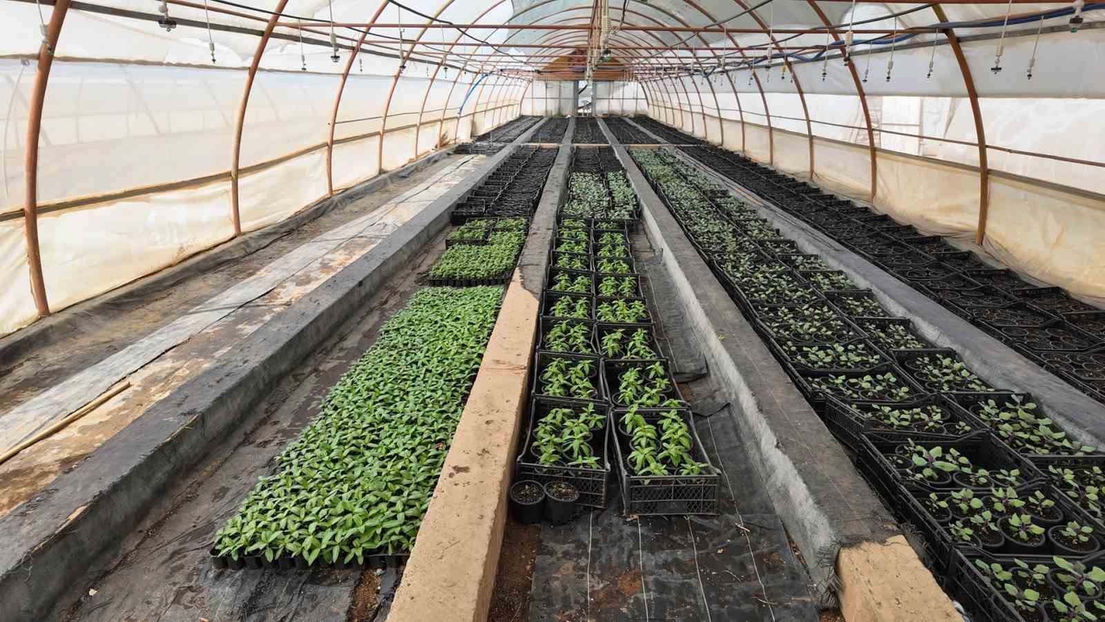 Şanlıurfa’da 500 bin mevsimlik çiçek üretilecek