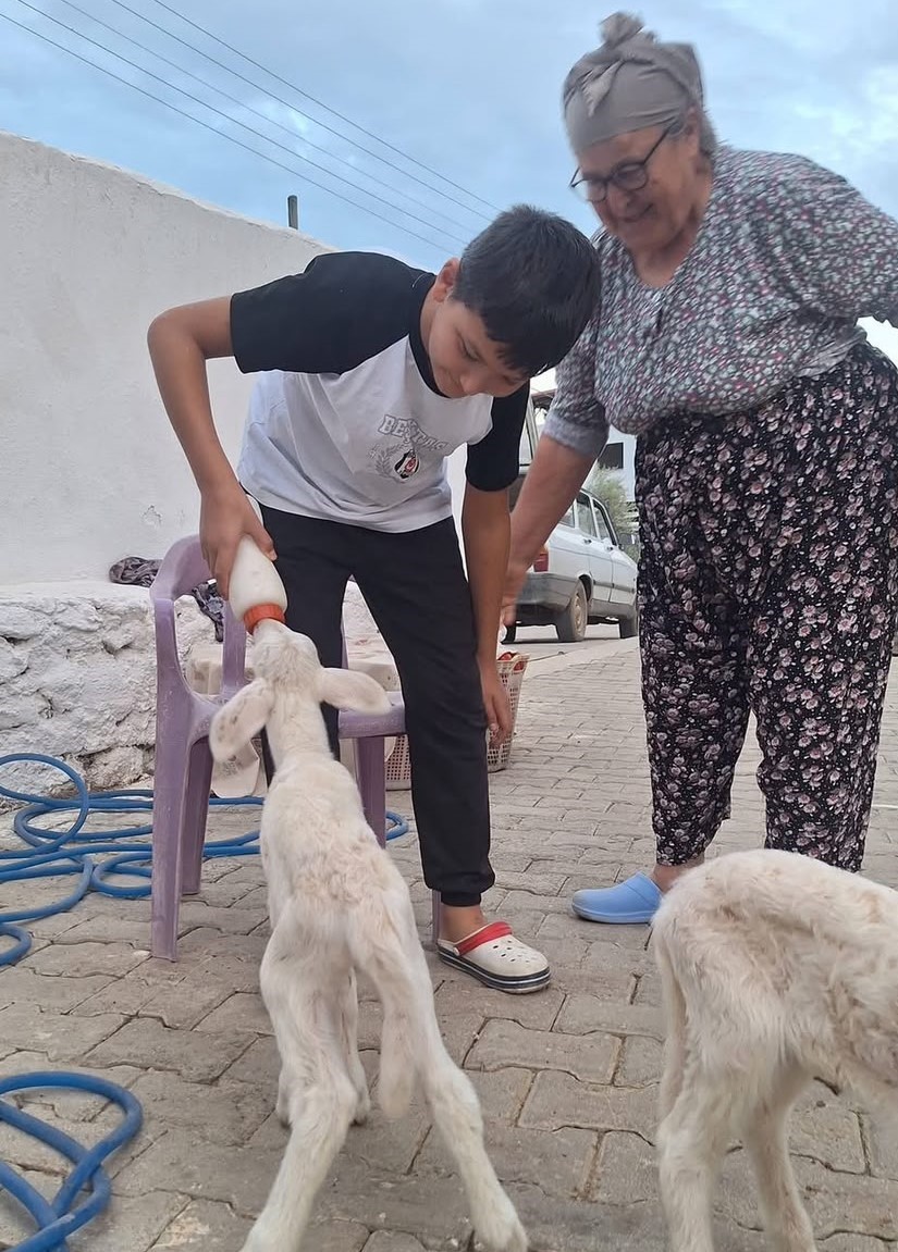 Anne sütünün yetmediği sevimli kuzular biberonla besleniyor