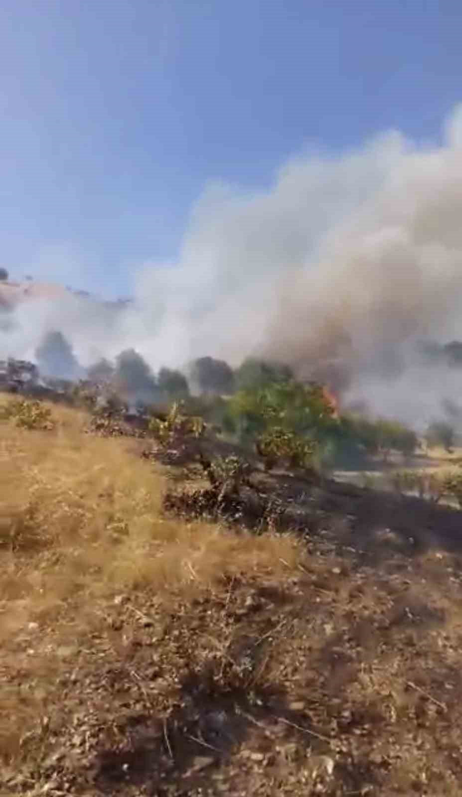 Çüngüş’te çıkan yangın üzüm bağlarına zarar verdi