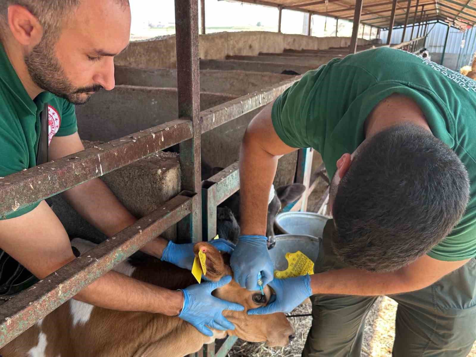 Kahramanmaraş’ta sonbahar dönemi şap aşılama kampanyası başladı
