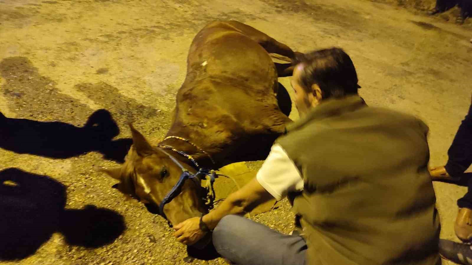 Keşan’da ata şiddet uyguladıkları iddiasıyla 2 kişi hakkında adli işlem başlatıldı