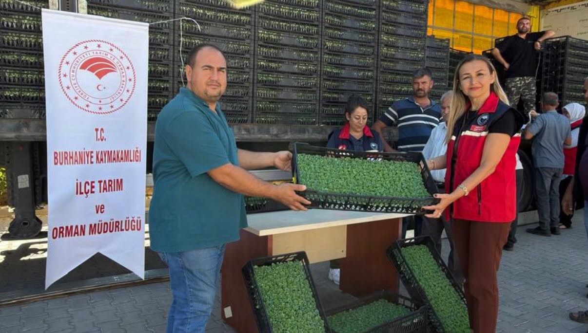 Burhaniye’de çiftçilere 300 bin 300 adet marul fidesi dağıtıldı