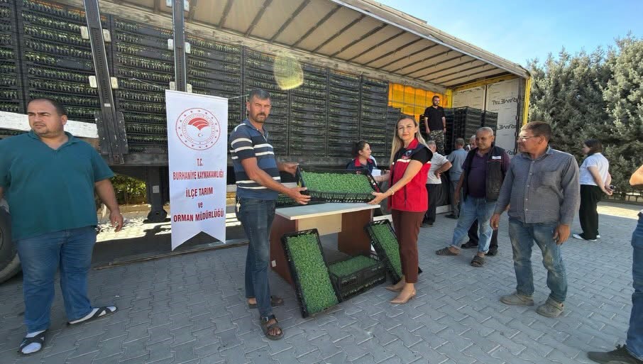 Burhaniye’de çiftçilere 300 bin 300 adet marul fidesi dağıtıldı