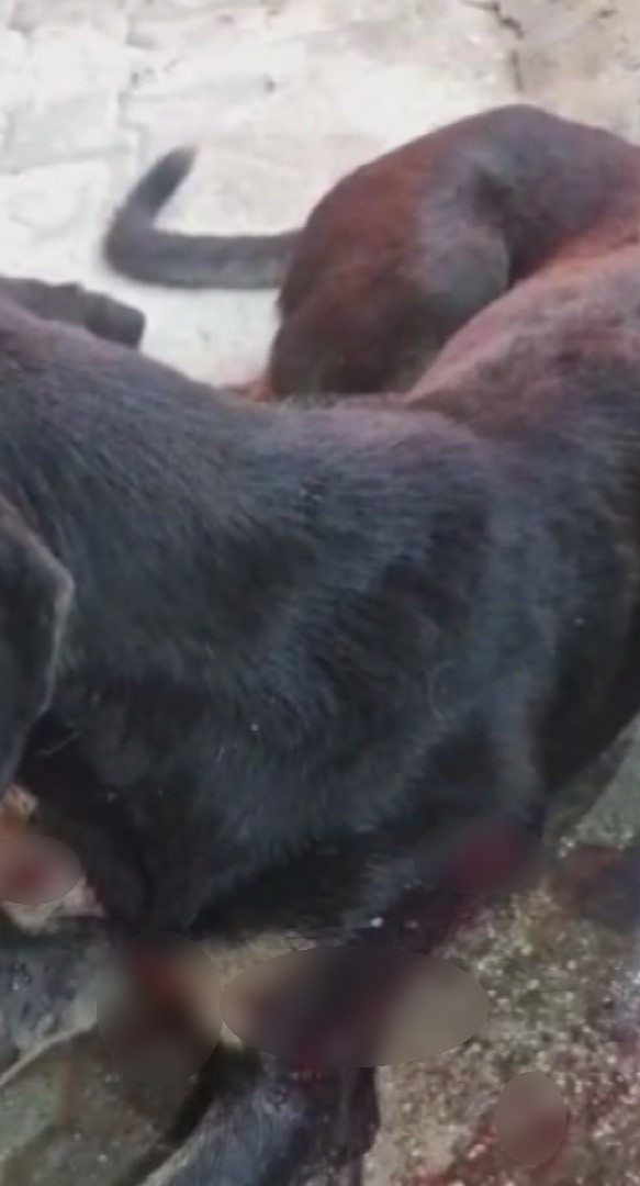 Köpeği silahla vurdu, fareyi vurmak isterken köpeği yanlışlıkla vurduğunu söyleyerek kendini savundu