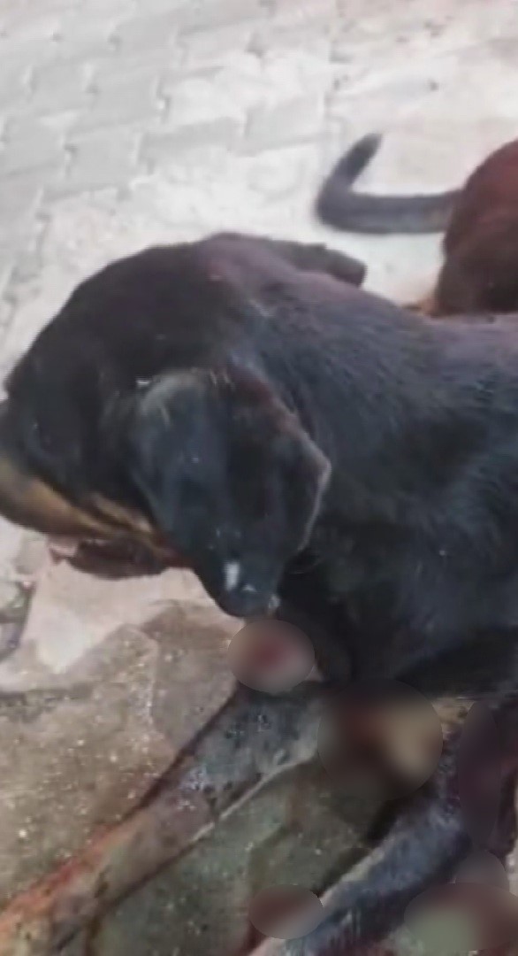 Köpeği silahla vurdu, fareyi vurmak isterken köpeği yanlışlıkla vurduğunu söyleyerek kendini savundu