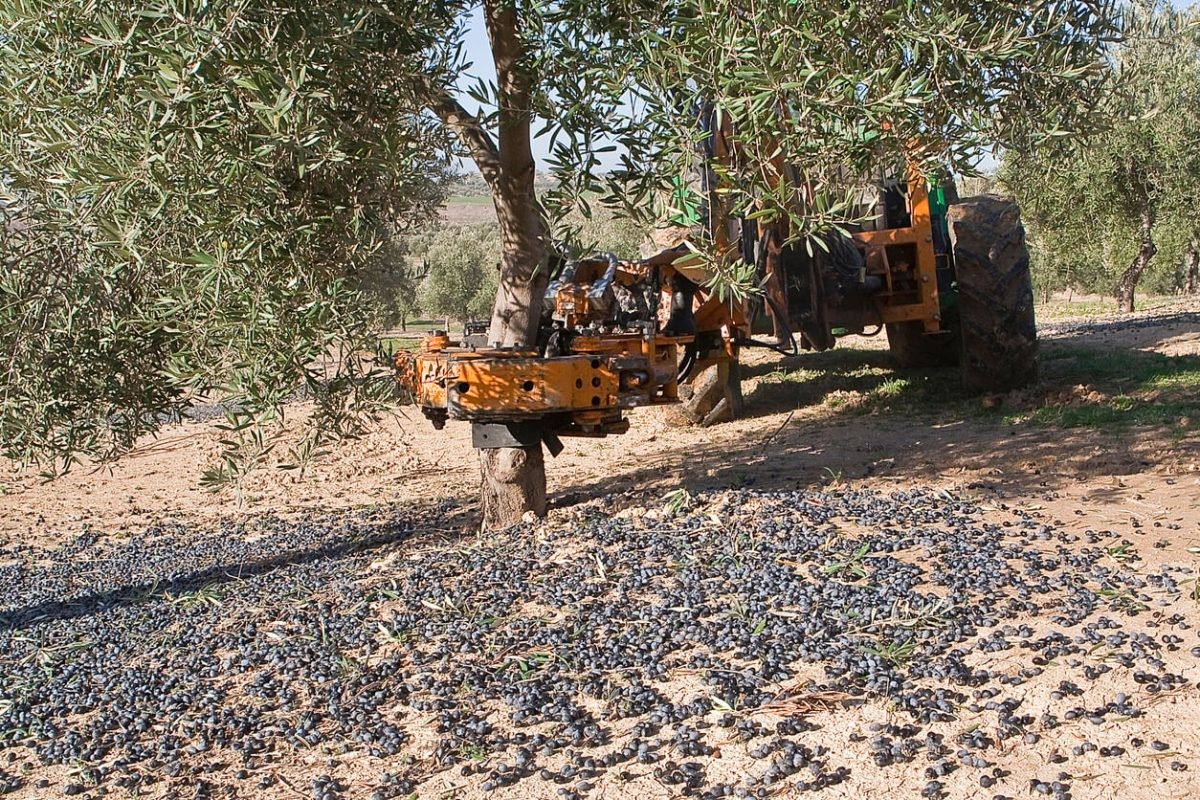 Güney Marmara’da zeytin hasadı başladı, üreticinin gözü fiyatta