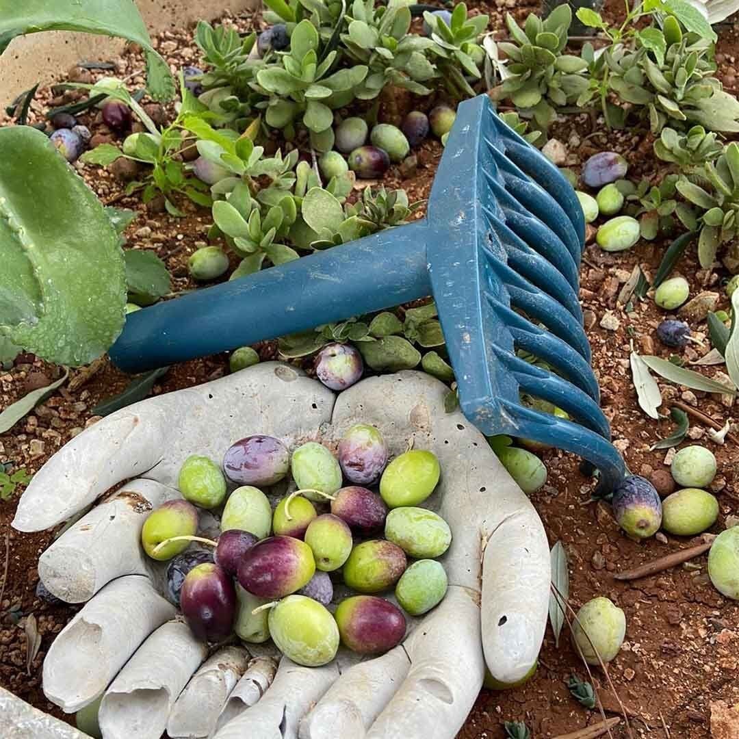 Güney Marmara’da zeytin hasadı başladı, üreticinin gözü fiyatta
