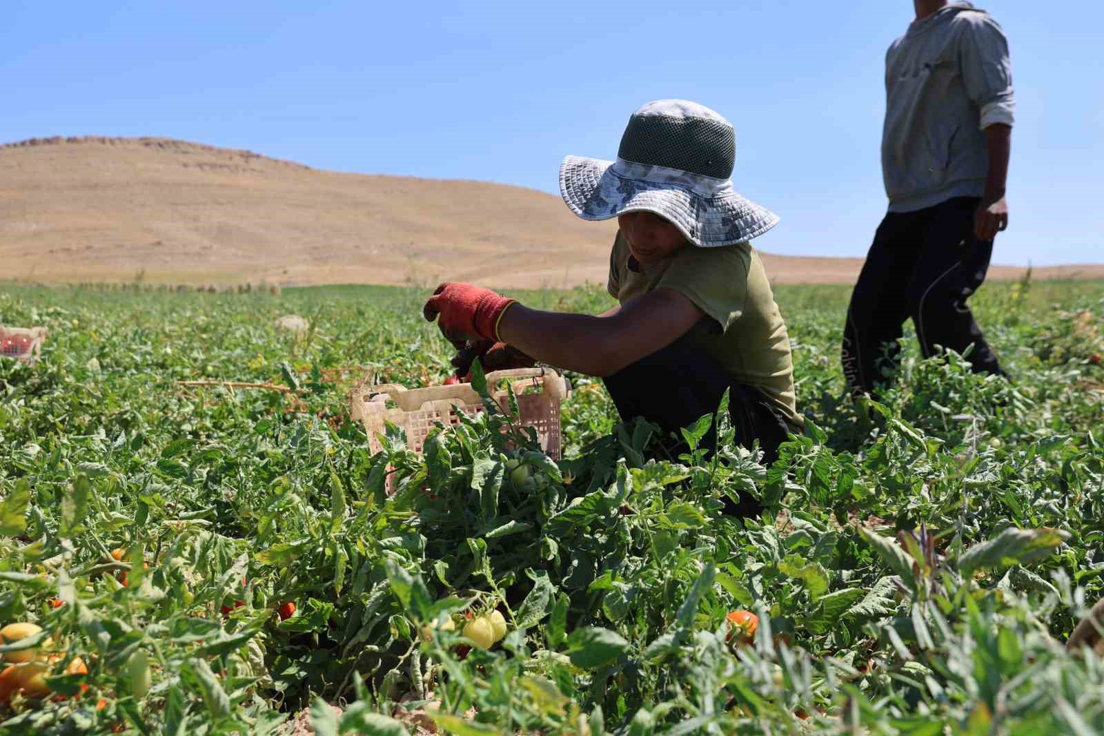 Elazığ’da mevsimlik işçilerin tarlada ekmek mücadelesi