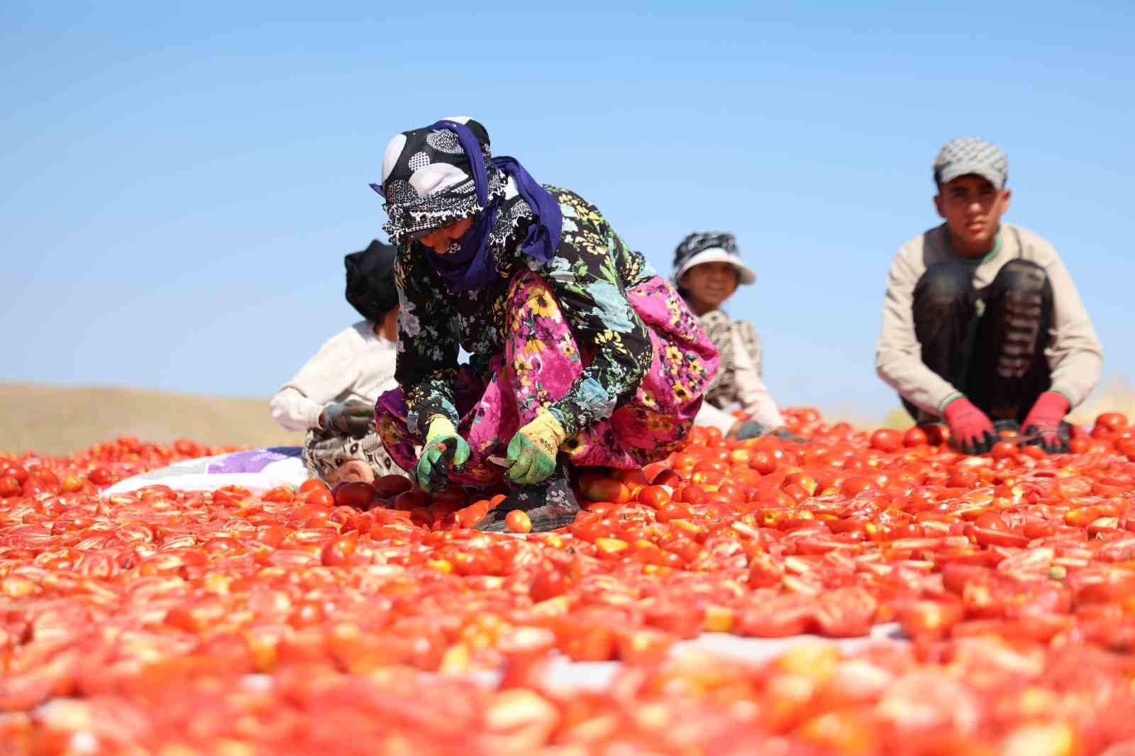 Elazığ’da mevsimlik işçilerin tarlada ekmek mücadelesi