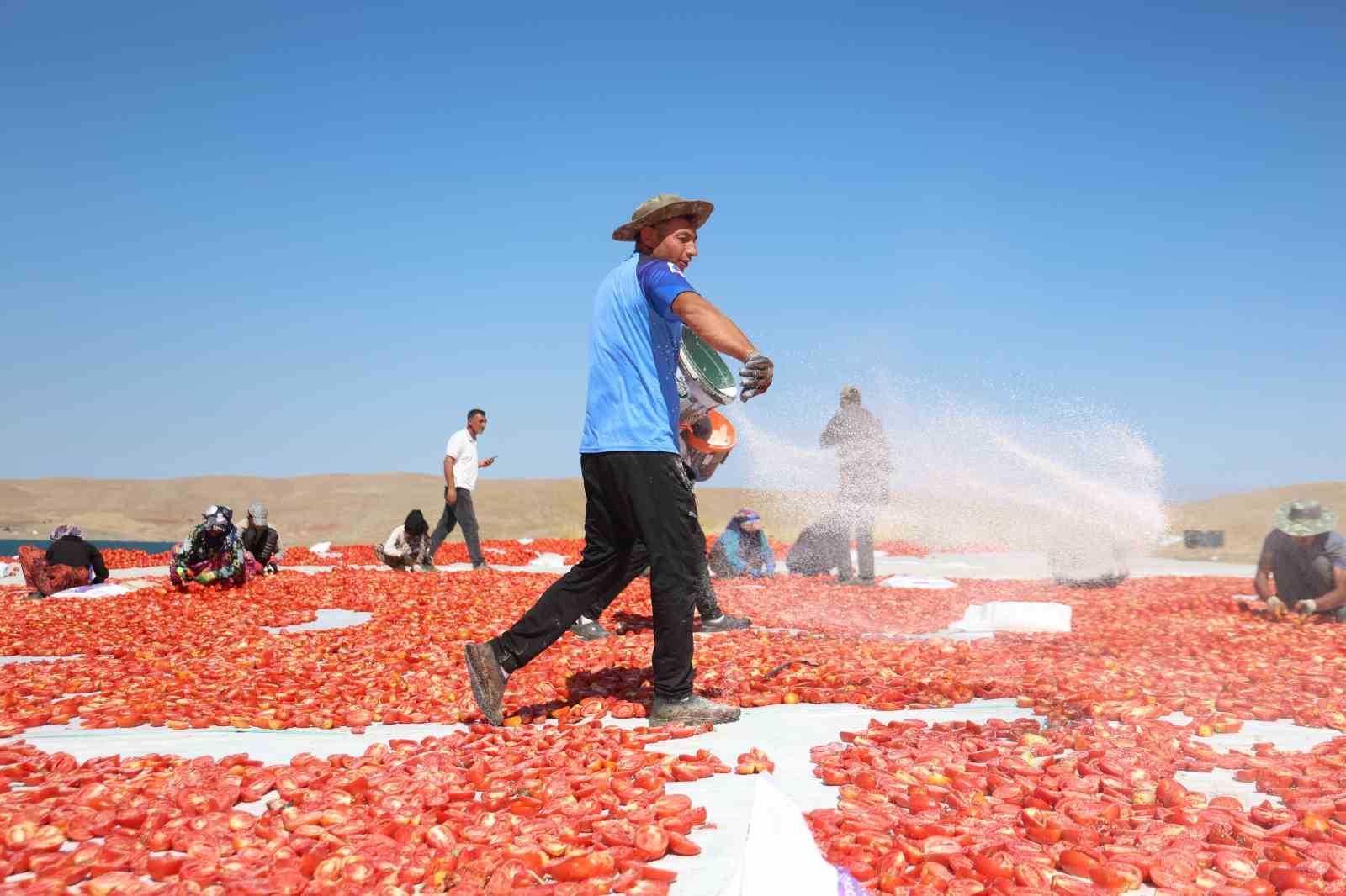 Elazığ’da mevsimlik işçilerin tarlada ekmek mücadelesi
