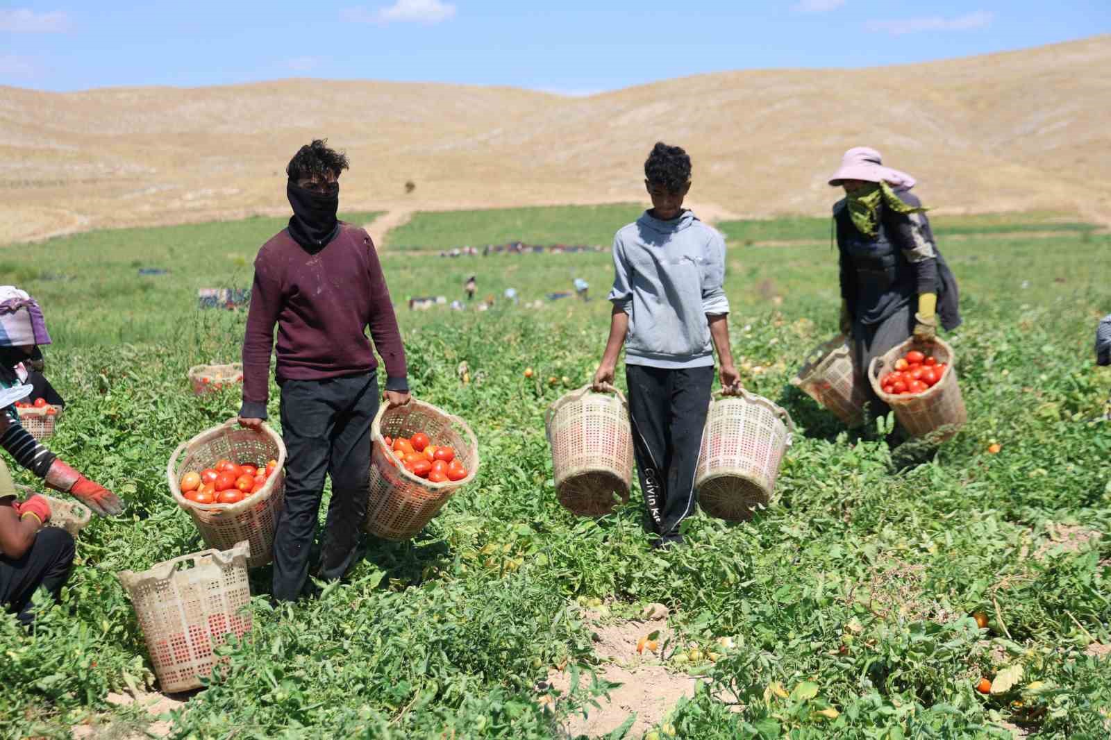 Elazığ’da mevsimlik işçilerin tarlada ekmek mücadelesi