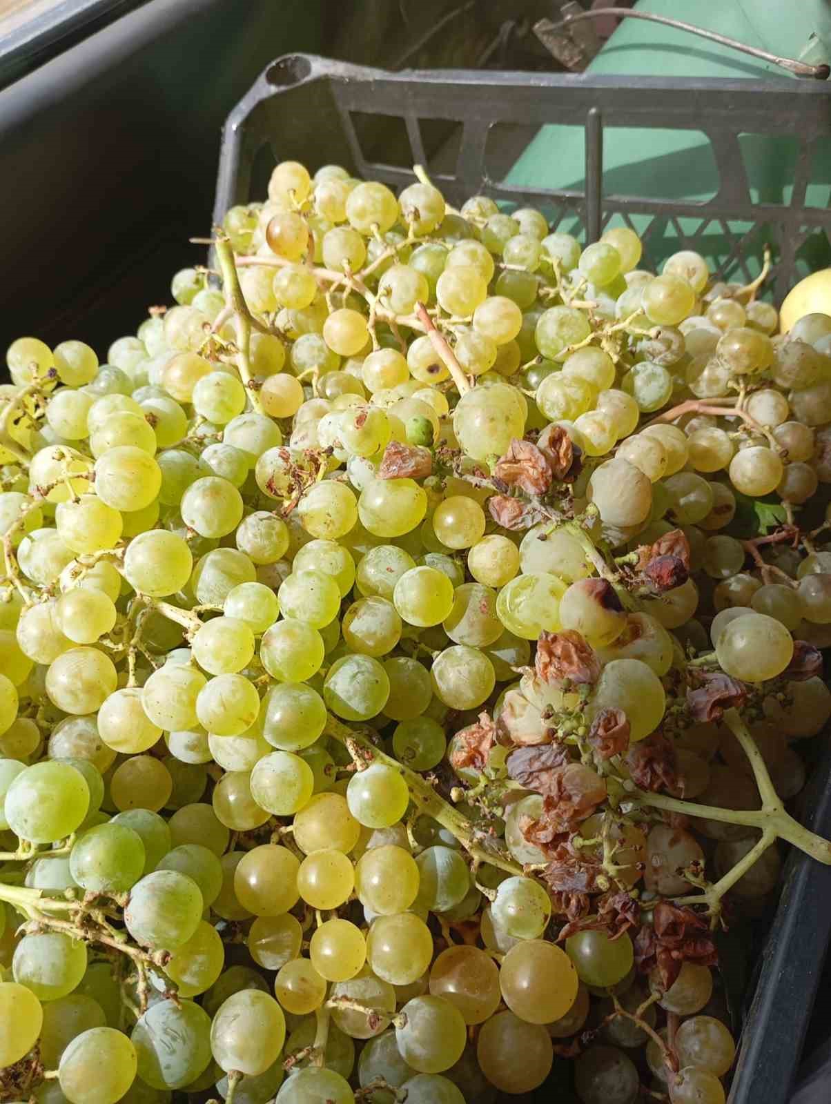Emet ilçesi Sülye köyünde bağ bozumu heyecanı