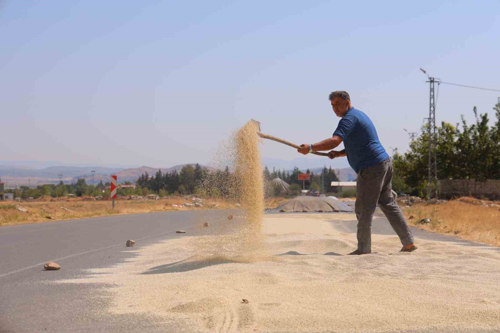 Kahramanmaraş’ta ak darı hasadına başlandı