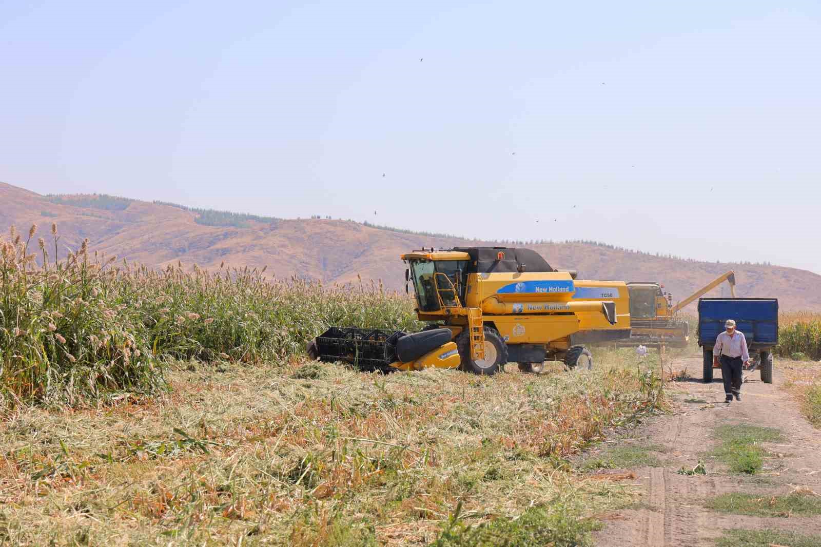 Kahramanmaraş’ta ak darı hasadına başlandı