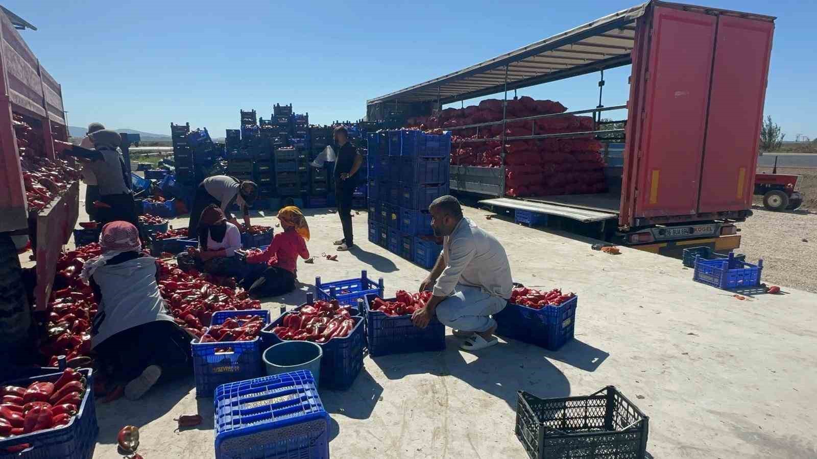 Yüksek aromasıyla öne çıkan Karacabey biberi salça yapımında revaçta