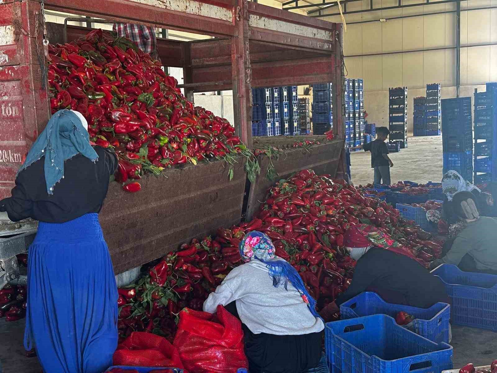 Yüksek aromasıyla öne çıkan Karacabey biberi salça yapımında revaçta