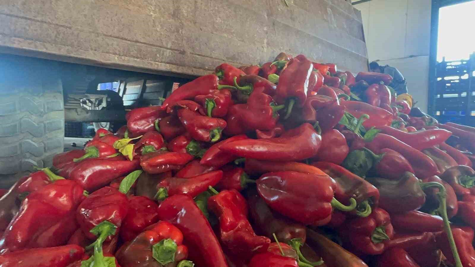 Yüksek aromasıyla öne çıkan Karacabey biberi salça yapımında revaçta