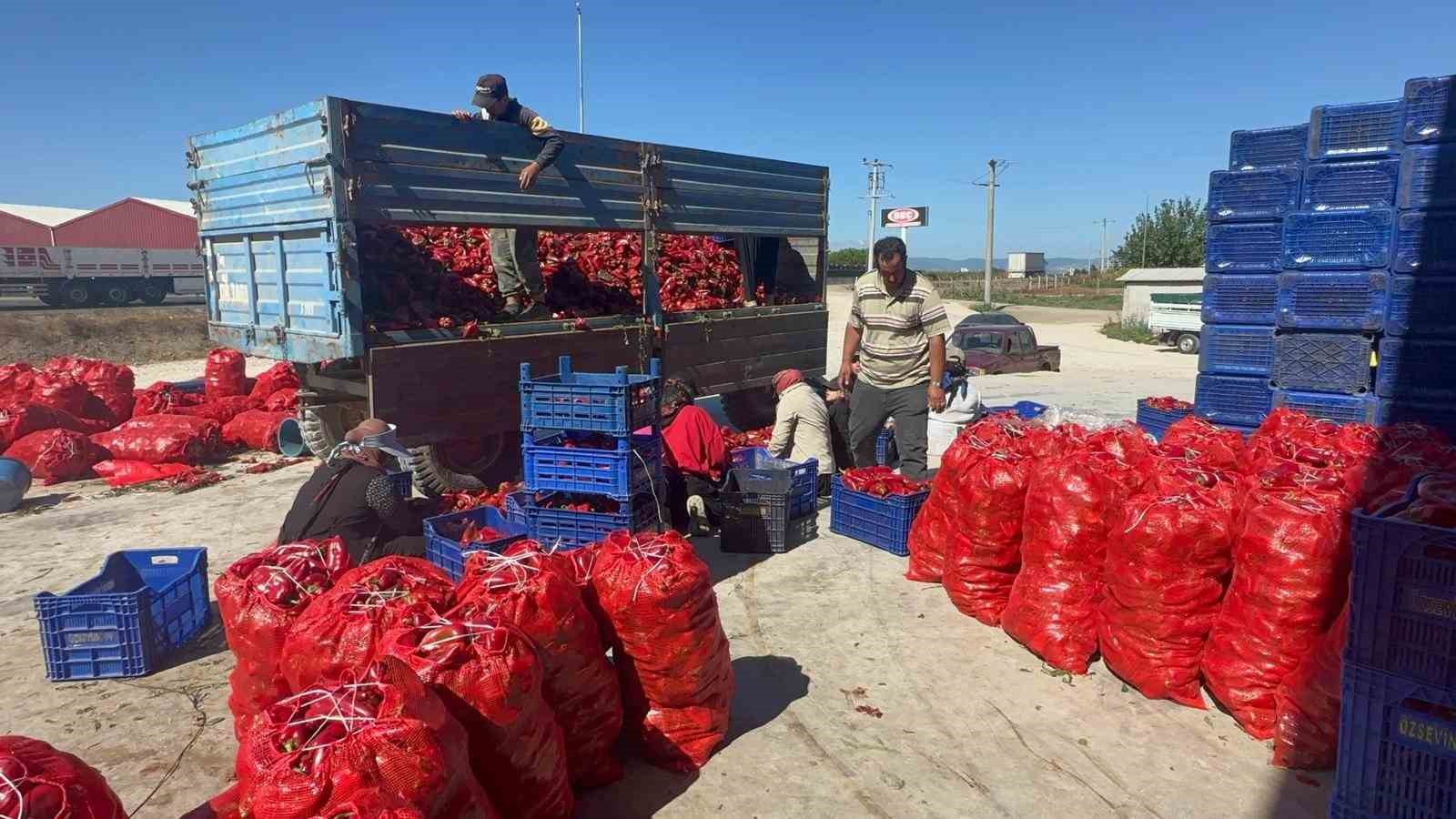 Yüksek aromasıyla öne çıkan Karacabey biberi salça yapımında revaçta