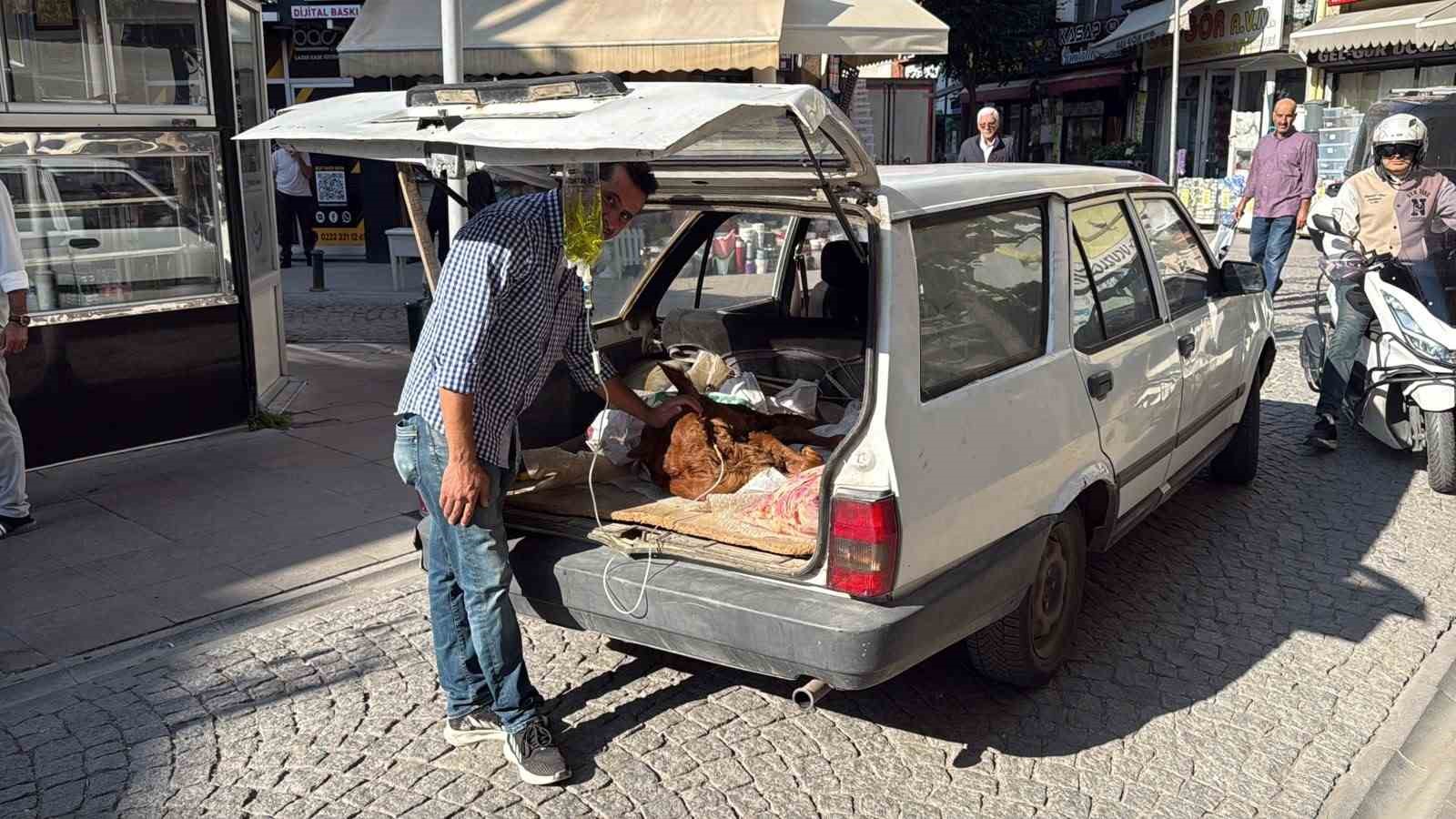 Otomobil bagajında minik "Kezban’ın" tedavisi yapıldı