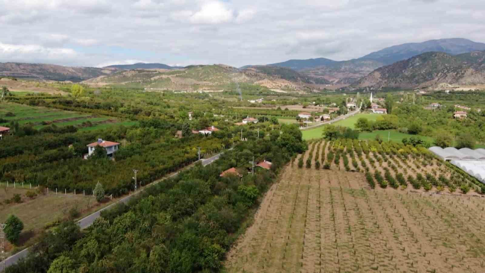 Amasya’da tescilli misket elmasının hasadı başladı: Farkı ’çıtırtı’ sesinde