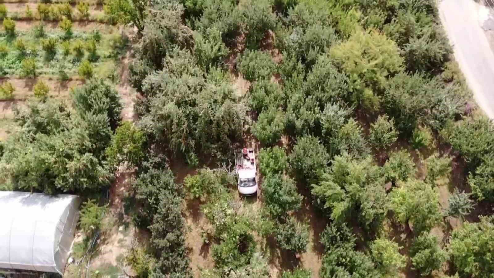Amasya’da tescilli misket elmasının hasadı başladı: Farkı ’çıtırtı’ sesinde