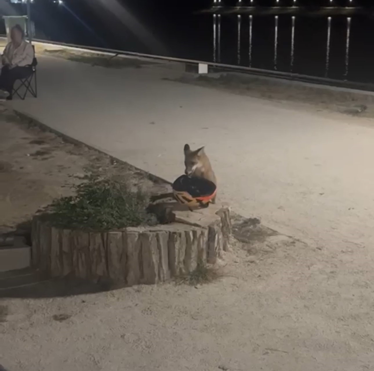 Edirne’de sevimli hırsız kamerada: Yavru tilki bisiklet kaskını kapıp kaçtı