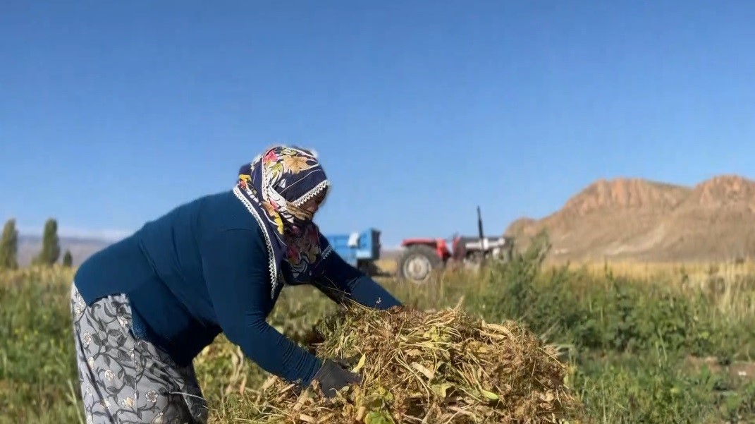 Erzincan’da kuru fasulyenin hasadına başlandı
