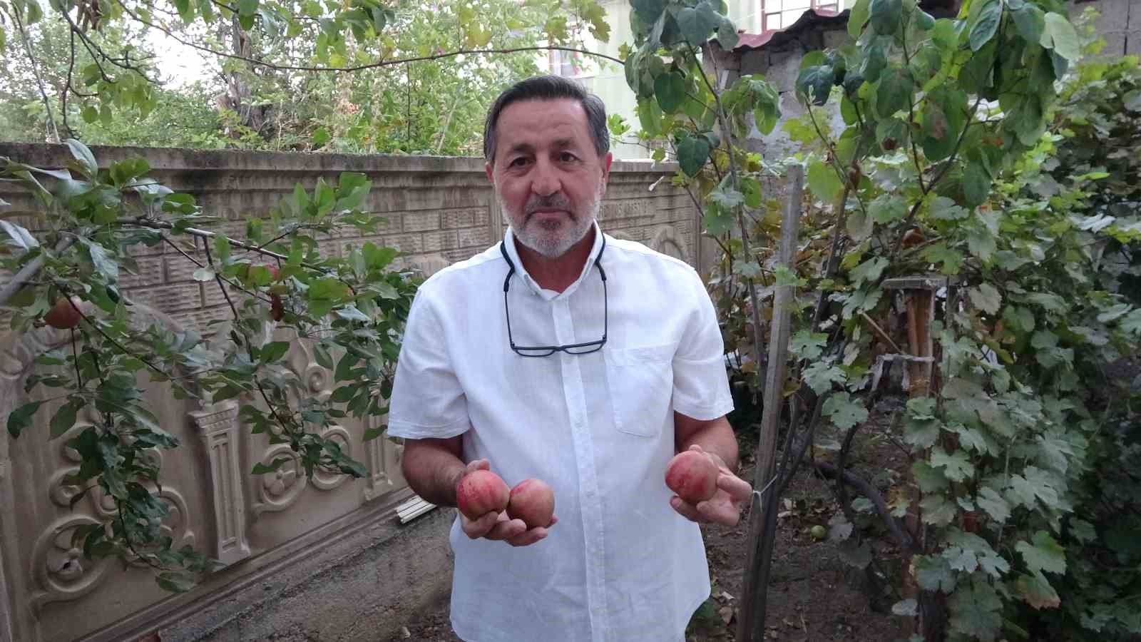 200 yıllık tescilli lezzet Sorgun’da hayat buldu: İçi dışı kırmızı elma kan şekerini dengeliyor