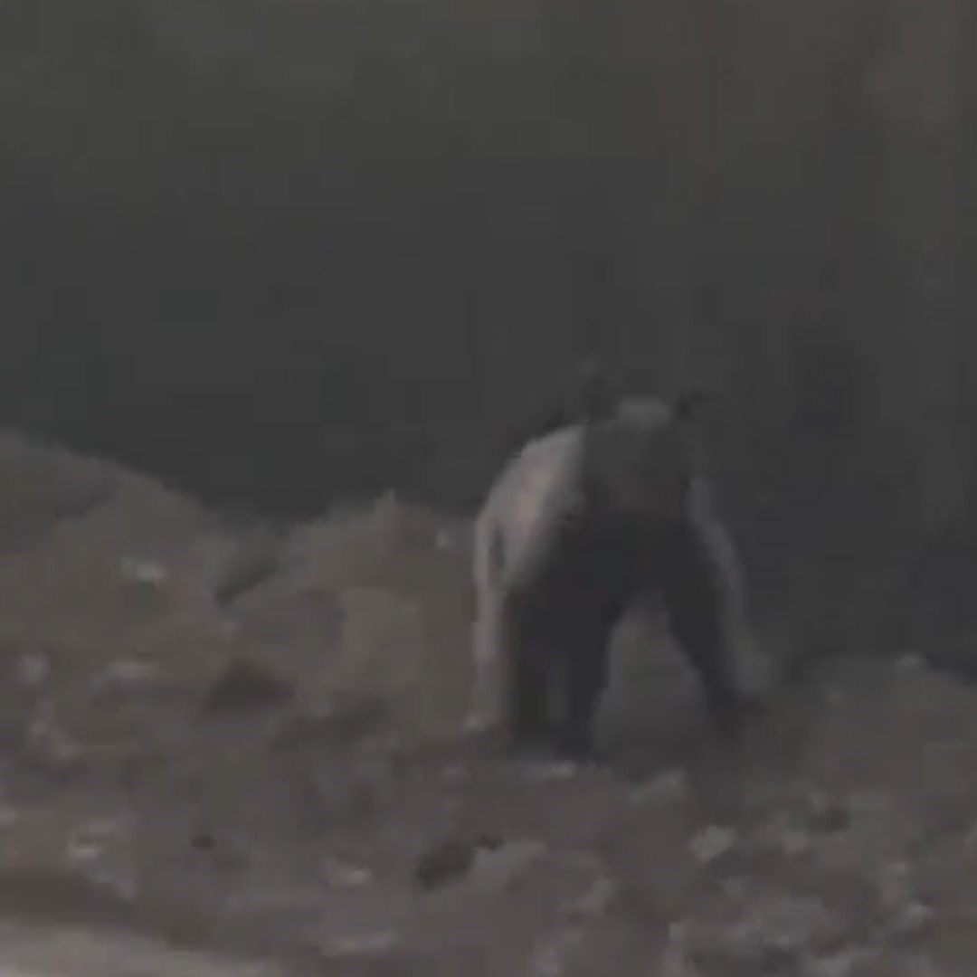 Bolu’da karşılarına çıkan ayıyı taşla kovaladılar