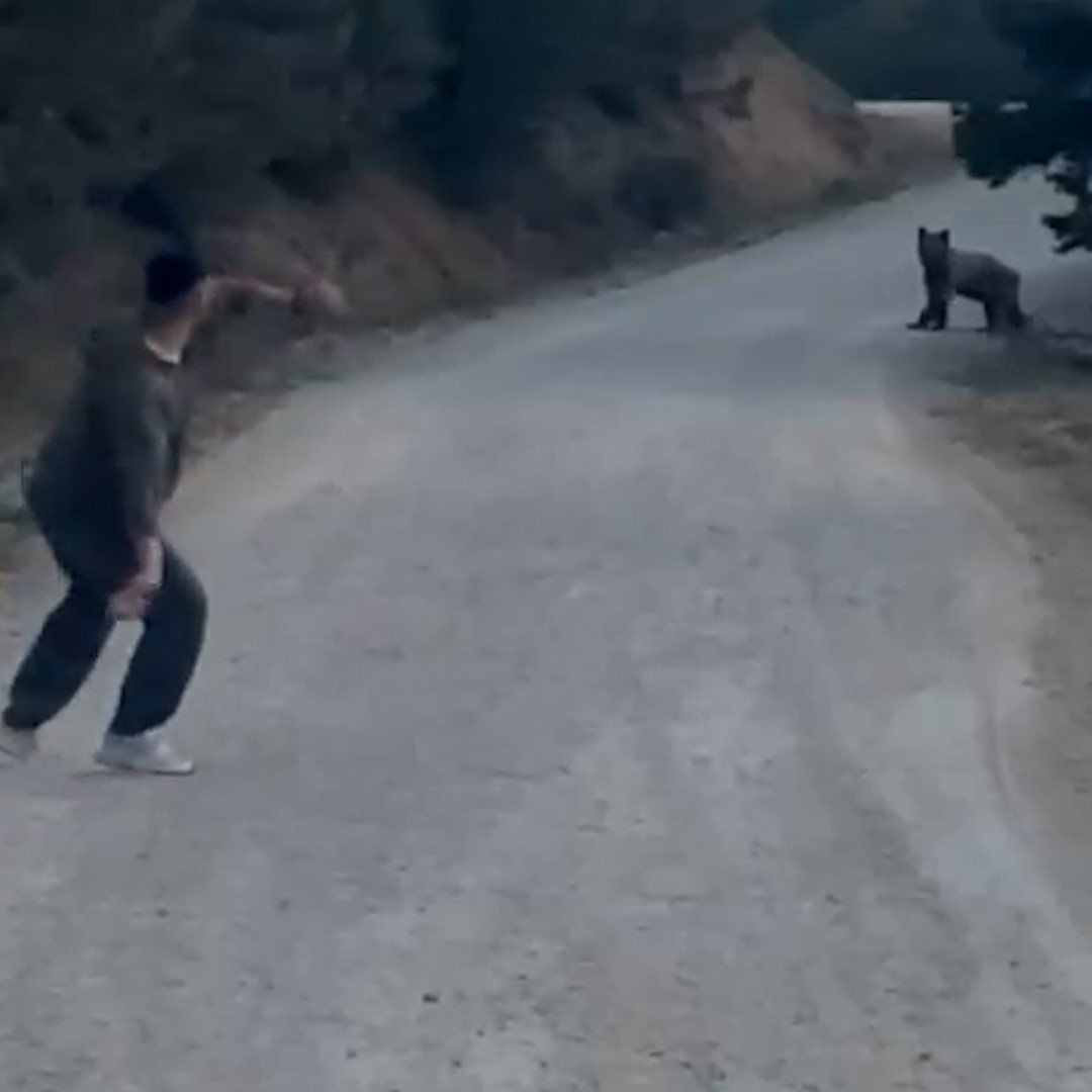 Bolu’da karşılarına çıkan ayıyı taşla kovaladılar